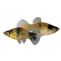 Bumble Bee Platy 4cm