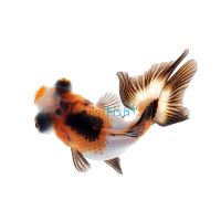 Assorted Butterfly Tail 9cm