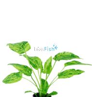 Echinodorus - Marble Queen