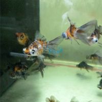 Calico Butterfly Tail 5cm