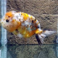 Ranchu Calico 12cm