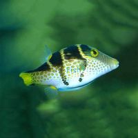 Black Saddled Puffer - Medium