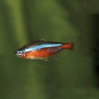 Cardinal Tetra 2.5cm