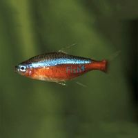 Cardinal Tetra 2cm