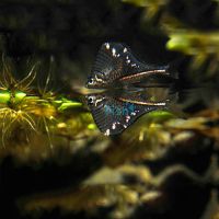 Black Winged Hatchet Fish - Wild Caught 3cm