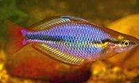 Cato River Rainbow 5cm