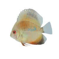 Pigeon Blood Gold Hifin Discus 7cm