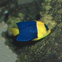 Bi-colour Angelfish - Small