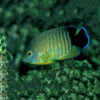 Orange-Lined Angelfish - Medium