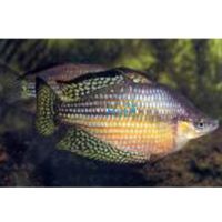 Checkered Rainbow - Mary River NT 5cm