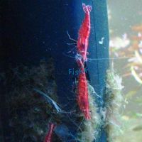 Cherry Shrimp 1-2cm