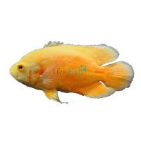 Chilli Red Oscar 18cm