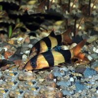 Clown Loach 4cm