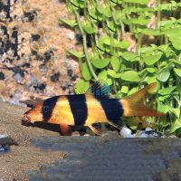 Clown Loach 7cm