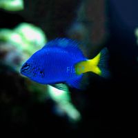 Yellow-Tail Damselfish - Medium