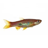 Clown Rasbora 5cm