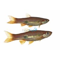 Clown Rasbora 3.5cm