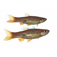 Clown Rasbora 3cm