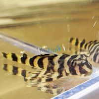 Clown Pleco 4cm