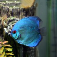 Solid Blue Diamond Discus 5cm