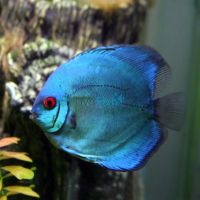 Solid Blue Diamond Discus 9cm