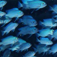 Cobalt Blue Zebra 4cm