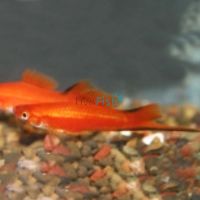 Red Comet Swordtail 5cm