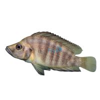 Compressiceps - Gold Form 6cm