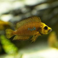 Compressiceps - Gold Form 6cm