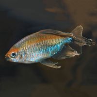 Congo Tetra Male 5cm