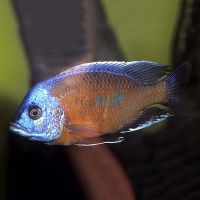Red Fin Kadango 4cm