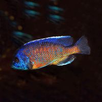 Red Fin Kadango 3.5cm