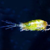 Live Copepods 2.5k 500ml