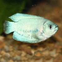 Male Dwarf Coral Blue Gourami 5cm