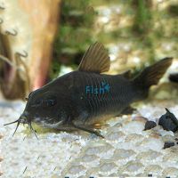 Black Corydoras 3.5cm