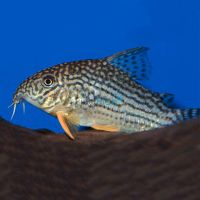 Corydoras Sterbai 3cm