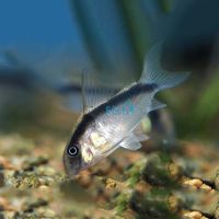 Arcuatus Corydoras - Wild Caught 3.5cm