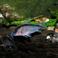 Arcuatus Corydoras - Wild Caught 3.5cm