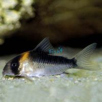 Duplicareus Corydoras 3.5cm