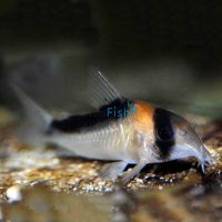 Duplicareus Corydoras 3.5cm