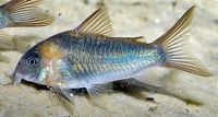 Eques Corydoras 4cm - Wild 