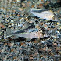 Corydoras Fowleri - Wild Caught 5cm