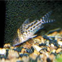 Corydoras Incolincana - Wild Caught 4.5cm