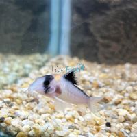 Corydoras Lineage 9 C121 4cm