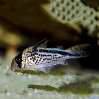 Loxozonus Corydoras 3.5cm