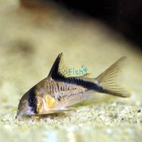 Melini Corydoras - Wild Caught 3.5cm