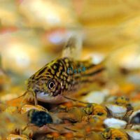 Nanus Corydoras 3.5cm 