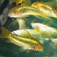 Corydoras Neon Green Stripe 3.5cm