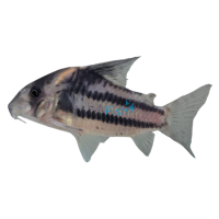 Corydoras Ornatus 4.5cm