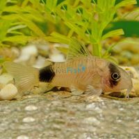 Panda Corydoras 3cm